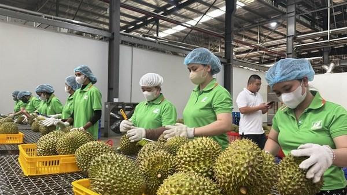 Lập 'lá chắn' liên ngành bảo vệ chuỗi giá trị sầu riêng - Bnews
