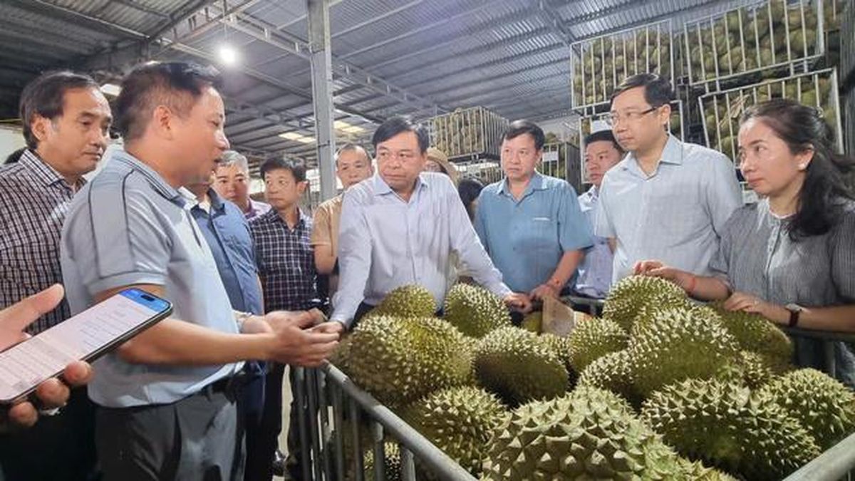 Ngành sầu riêng nỗ lực nâng sức cạnh tranh - Báo Đại Đoàn Kết