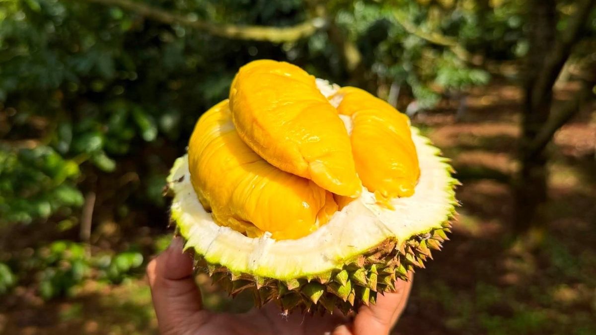 Sầu riêng Musang King rớt giá kỷ lục - Tạp chí Tri thức