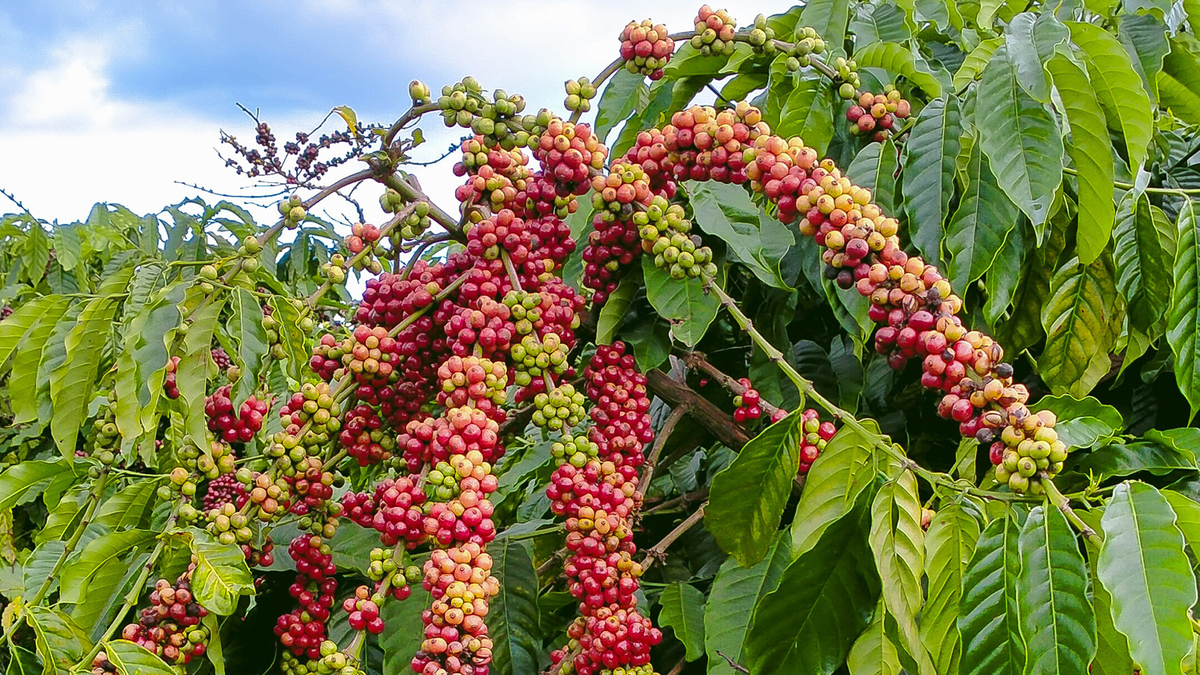Bản tin nông sản hôm nay (14-7): Giá cà phê ổn định, hồ tiêu giảm mạnh - Báo Quân Đội Nhân Dân
