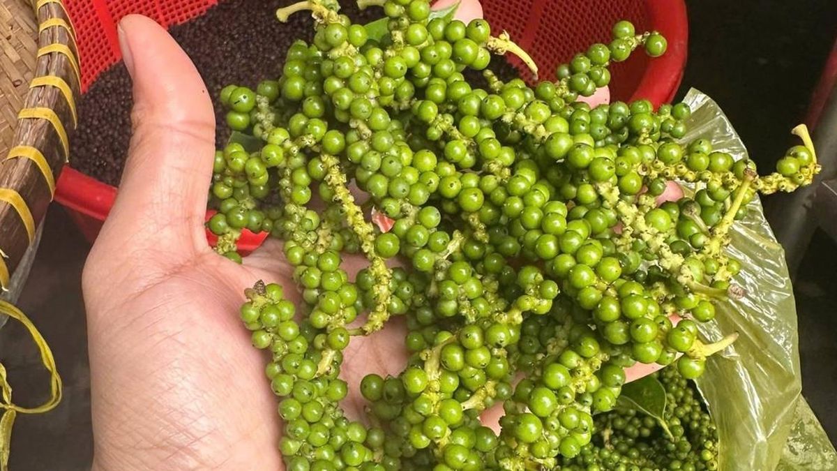 Giá tiêu hôm nay 15/7/2026: Tăng tới 3.000 đồng, cao nhất trở lại 140.000 đồng/kg - Báo Lâm Đồng