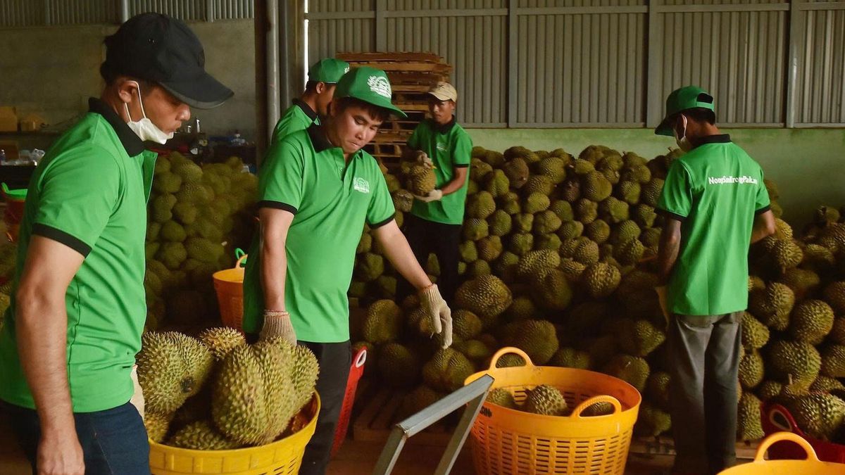 Giá sầu riêng giảm 30-50%, ngành hàng tỷ USD đối mặt áp lực mới - Báo VietnamNet