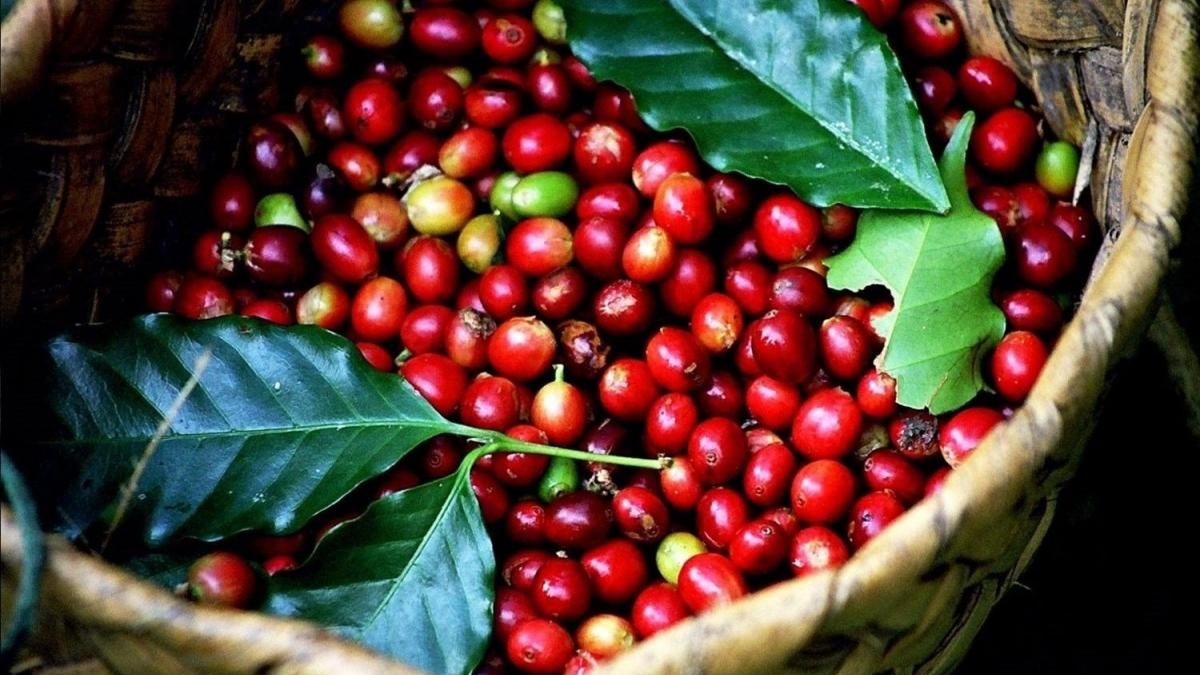 Ngày 20/7: Giá cà phê tăng mạnh, hồ tiều lùi về mức 137.000 đồng/kg - Thời báo Tài chính