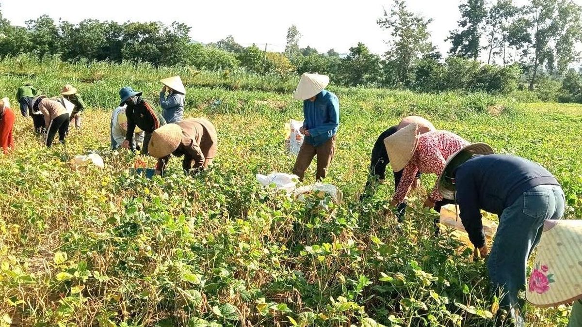 Cha mẹ mải miết tìm con trai mất tích, việc đồng áng được cả thôn thu hoạch giúp - Báo VietnamNet