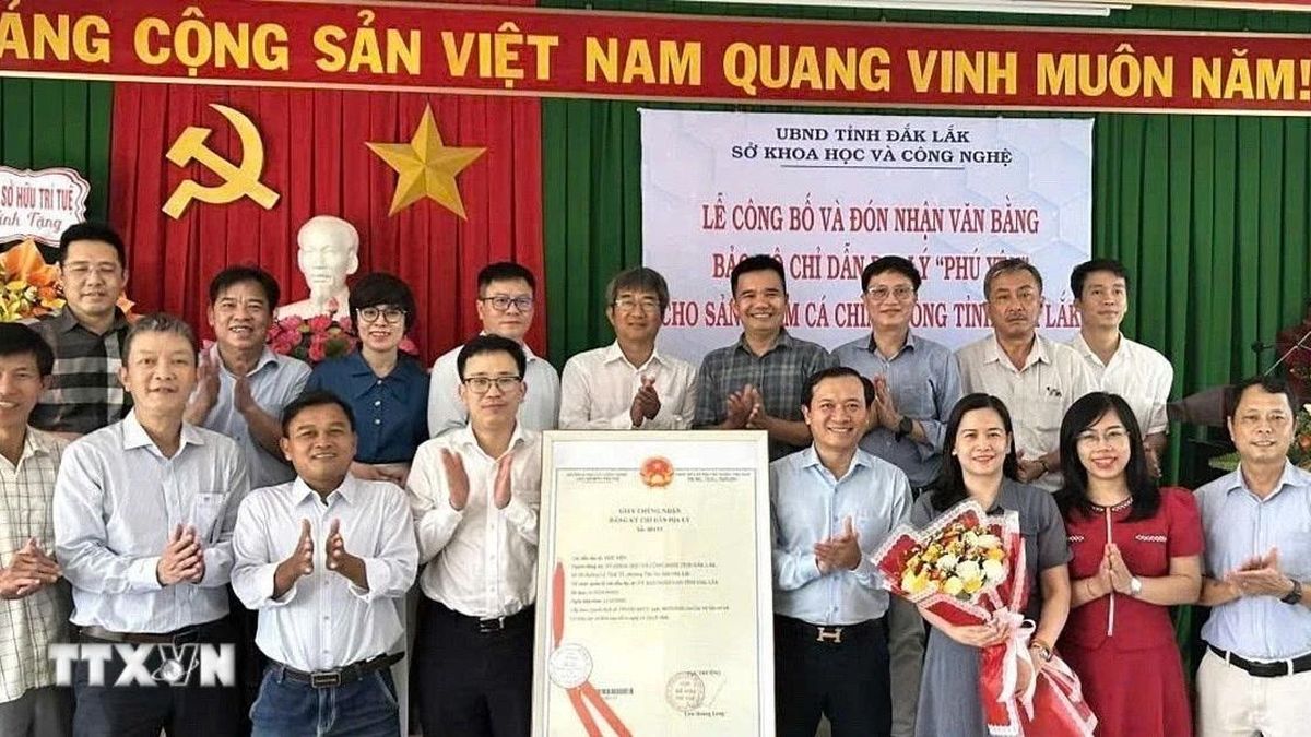 Nâng tầm thương hiệu cá chình bông Phú Yên - Báo VietnamPlus