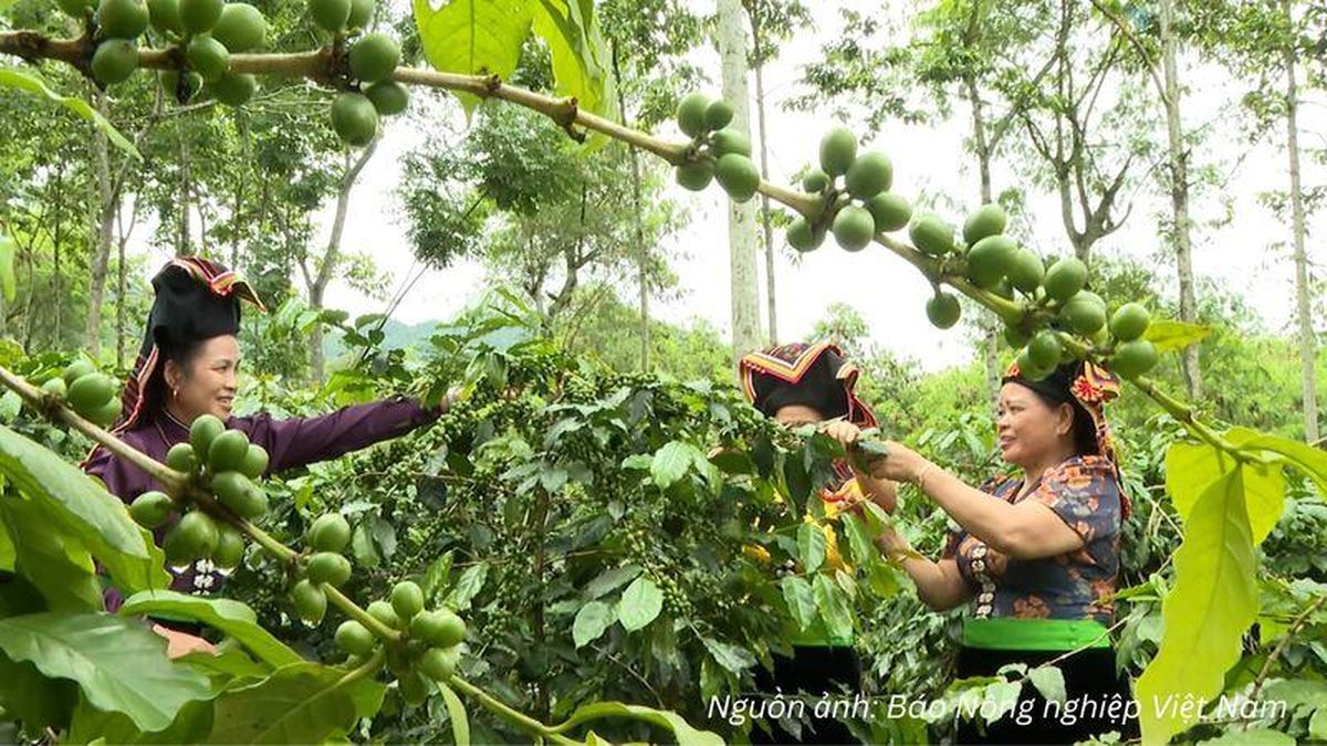 Mở lối cho Arabica Điện Biên chinh phục phân khúc xuất khẩu cao cấp - Báo Công Thương