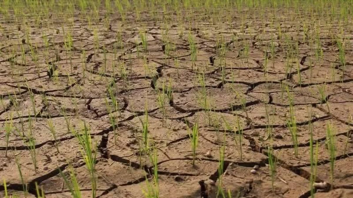 Hạn hán và xâm nhập mặn khiến khoảng 3.821 ha lúa Hè Thu phải lùi, giãn thời vụ - Báo Gia Lai
