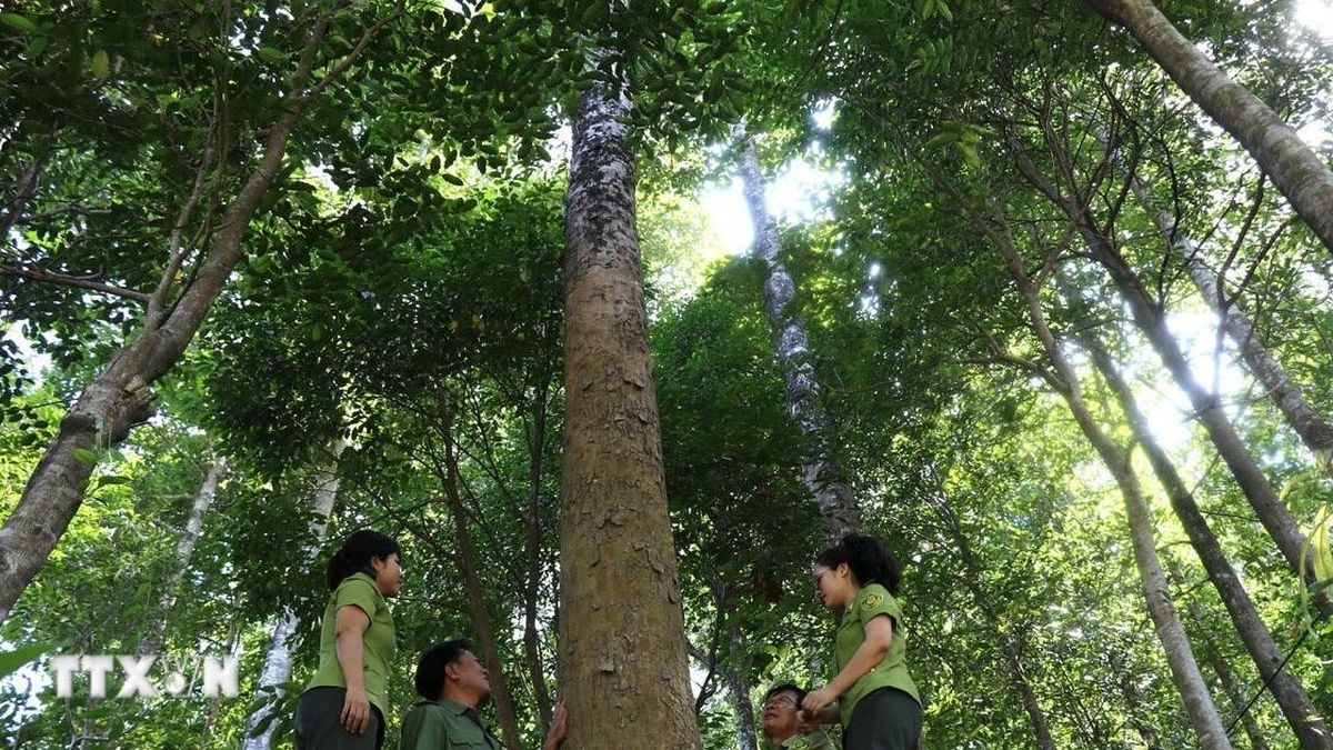 Giữ màu xanh cho những cánh rừng đặc dụng Đèo Cả - Báo VietnamPlus