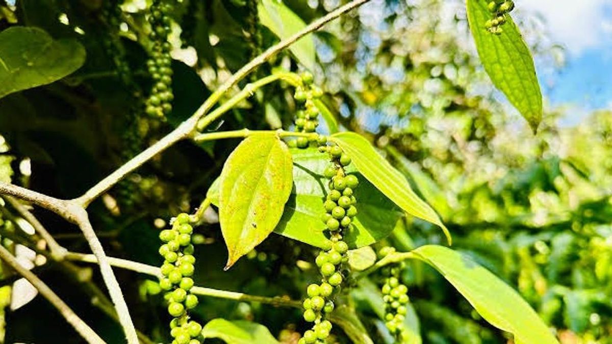Giá tiêu hôm nay 24/7/2026: Lâm Đồng đạt 141.000 đồng/kg - Báo Lâm Đồng