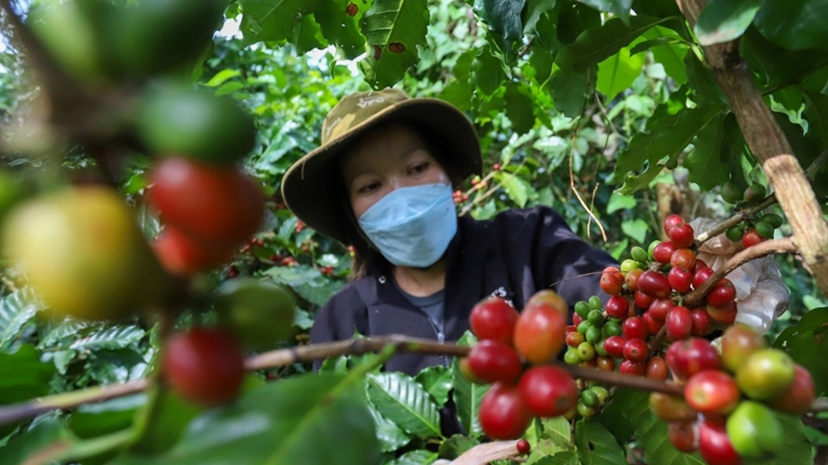 Bản tin nông sản hôm nay (25-7): Giá cà phê tiếp tục giảm - Báo Quân Đội Nhân Dân