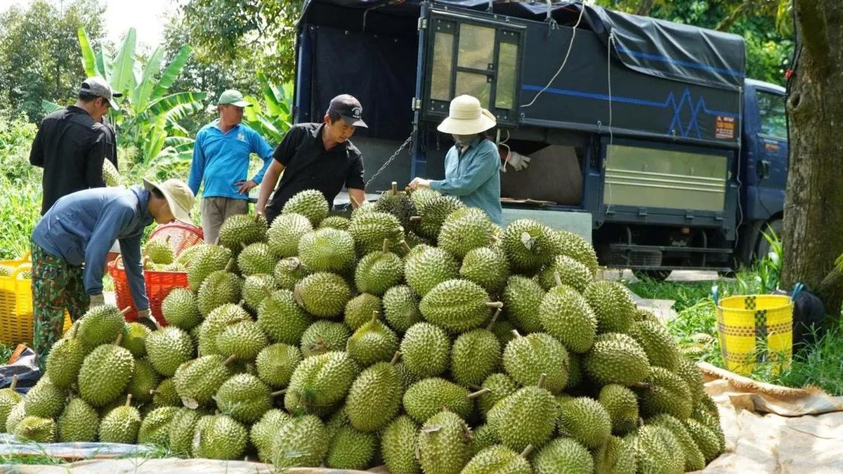 Đắk Lắk lần đầu tổ chức đấu giá sầu riêng tại vườn - Báo Sài Gòn Giải Phóng