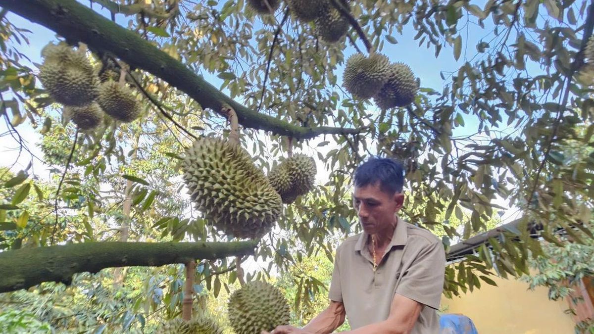 Đấu giá sầu riêng tại vườn: Bất ngờ về loại A - Báo Tiền Phong