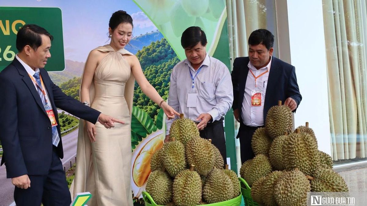 Lần đầu đấu giá sầu riêng tại vườn ở Đắk Lắk, doanh nghiệp trúng lô hàng 24 tỷ đồng - Tạp chí Người Đưa Tin