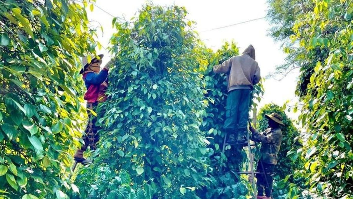 Giá tiêu hôm nay 25/7: Trong nước đi ngang sau phiên tăng, thế giới ổn định - Báo VTC News