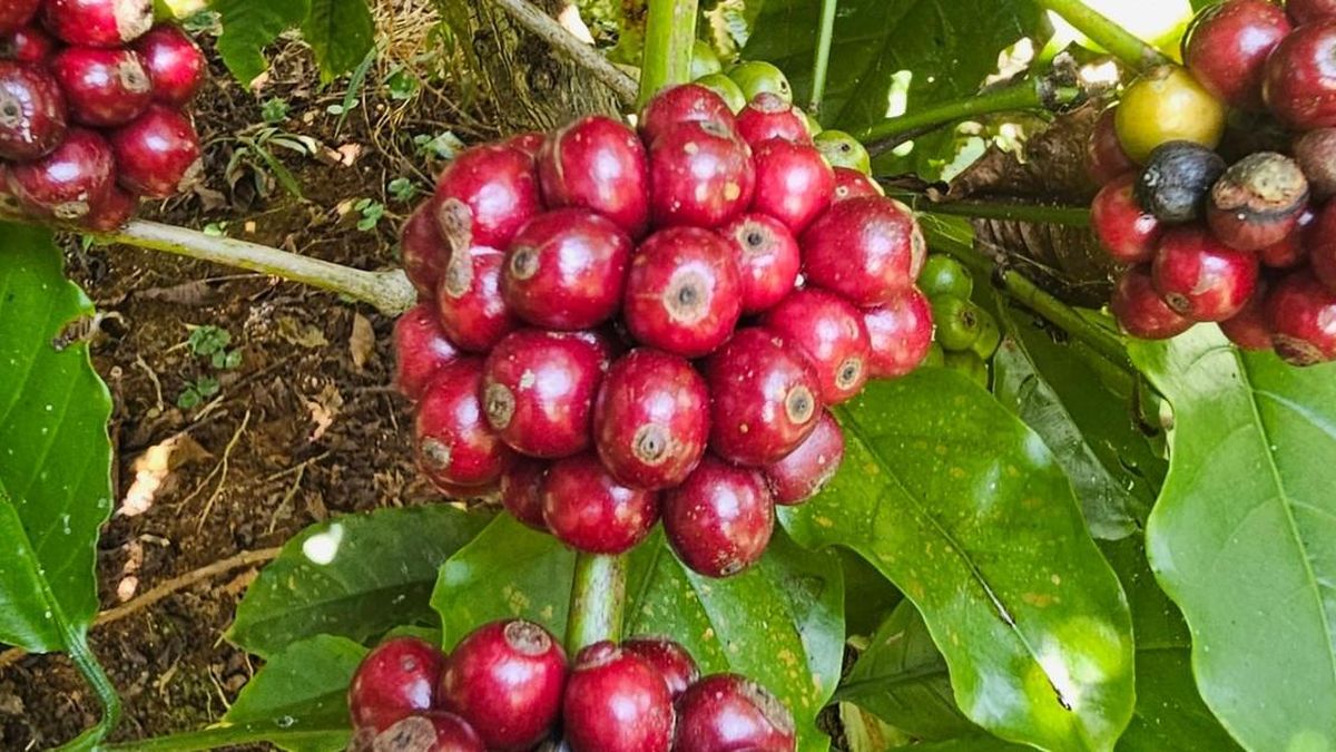 Giá cà phê hôm nay 26/7/2026: Giảm tới 2.200 đồng/kg so với đầu tuần - Báo Lâm Đồng
