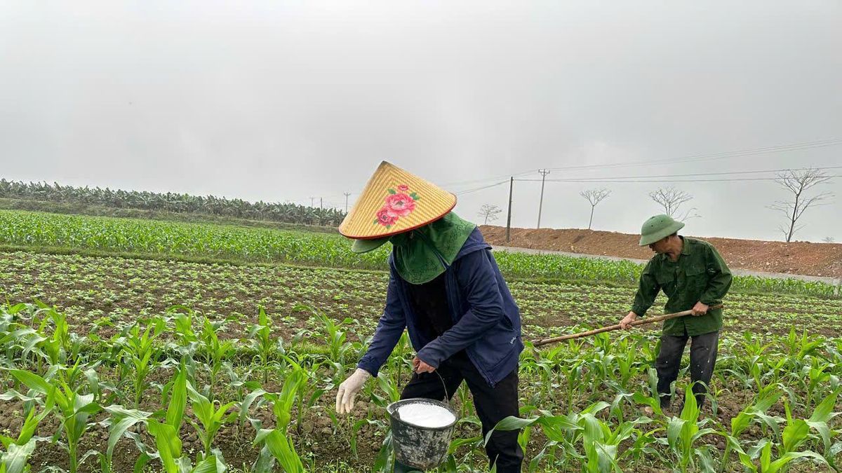 Giải pháp bảo vệ và phục hồi sức khỏe đất trong nông nghiệp