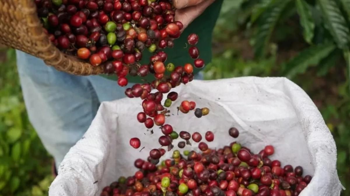 Ngày 26/7: Giá cà phê trong khoảng 95.300 - 96.000 đồng/kg, hồ tiêu neo ở mức cao - Thời báo Tài chính