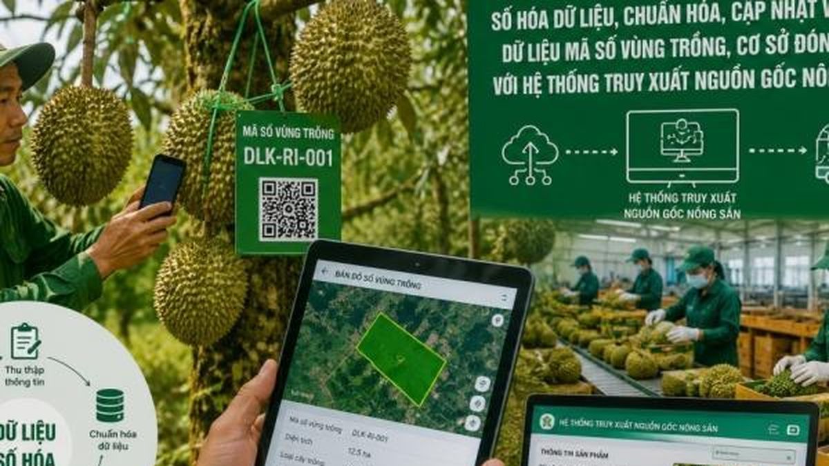 Đắk Lắk triển khai chiến dịch cao điểm '30 ngày đêm' số hóa dữ liệu vùng trồng sầu riêng - Nông nghiệp Hữu cơ Việt Nam