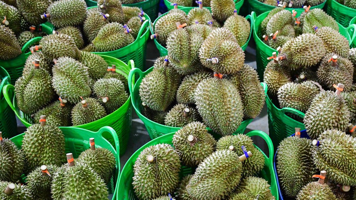 Lâm Đồng thu hồi loạt mã số vùng trồng sầu riêng xuất khẩu sang Trung Quốc - Báo VietnamNet