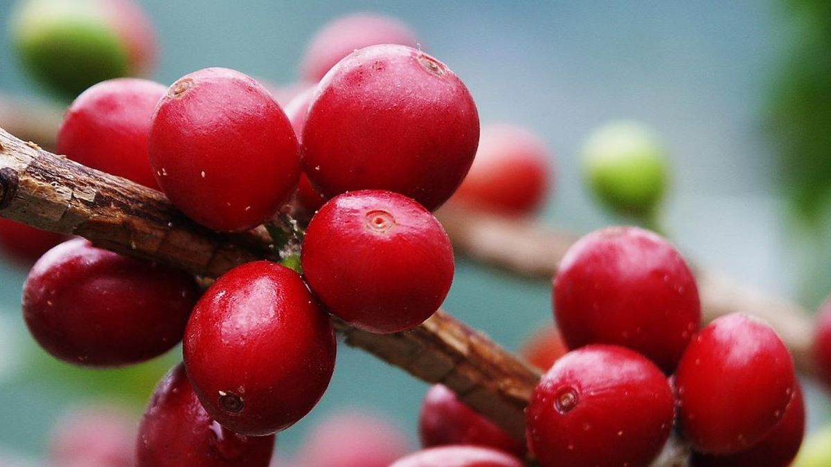 Giá cà phê tăng 200 đồng/kg tại Đắk Lắk, thị trường chờ tín hiệu mới từ sàn quốc tế - Tạp chí Vnbusiness