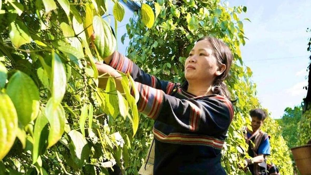 Giá tiêu hôm nay 28/7: Trong nước tăng 500 đồng/kg - Báo VTC News