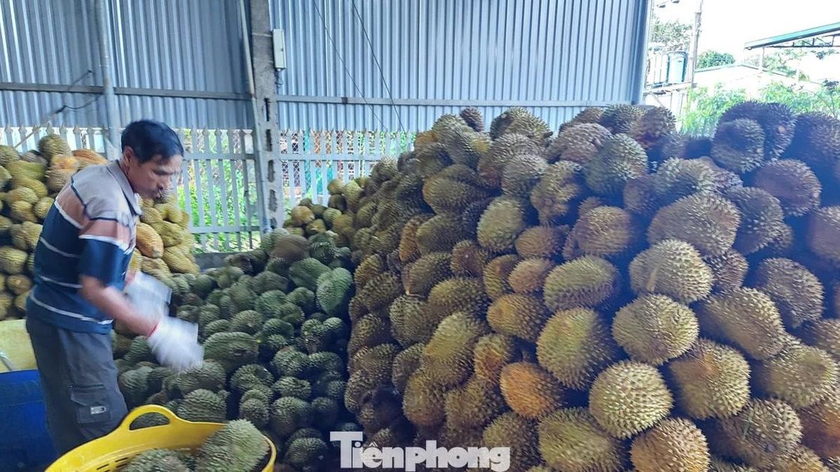 Vụ Thứ trưởng NN&MT bị bắt: Tức nghẹn 'giấy phép con' xuất khẩu sầu riêng - Báo Tiền Phong