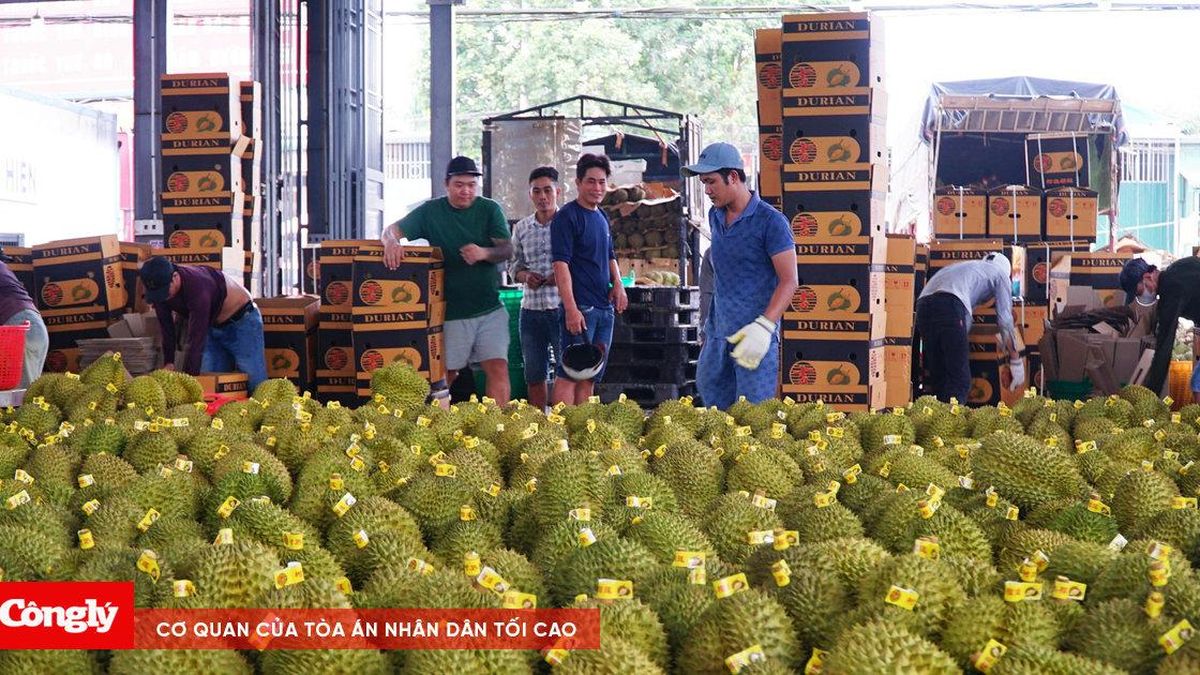 Vì sao Đắk Lắk chưa chốt phương án khai mạc Lễ hội Sầu riêng? - Báo Công Lý