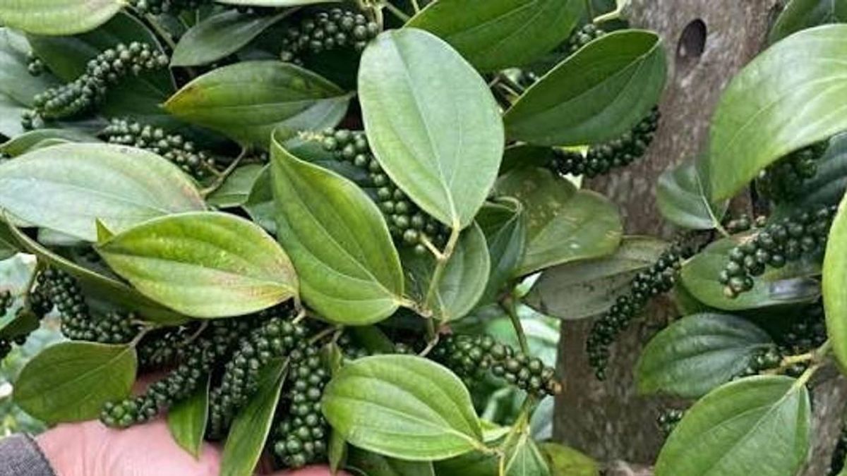 Giá tiêu hôm nay 29/7/2026: Trong nước lặng sóng, tiêu đen Việt Nam giữ mức 6.050 USD/tấn - Báo Đà Nẵng