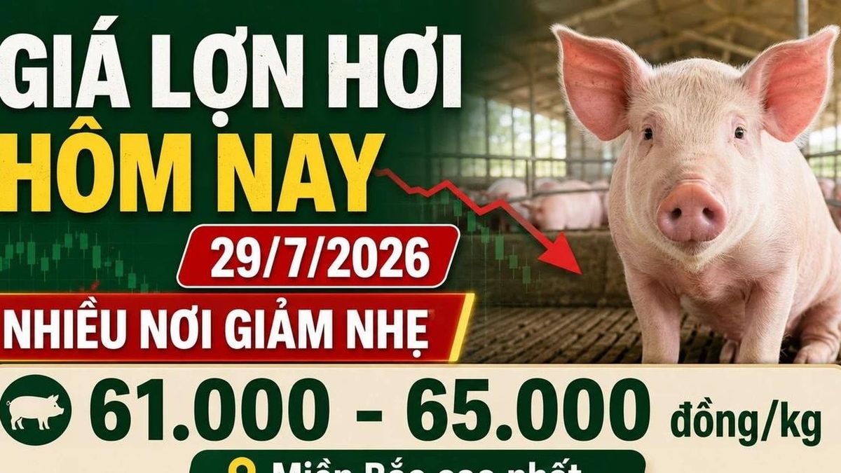 Giá lợn hơi hôm nay 29/7: Nhiều nơi giảm còn 61.000 đồng/kg - Báo Lào Cai