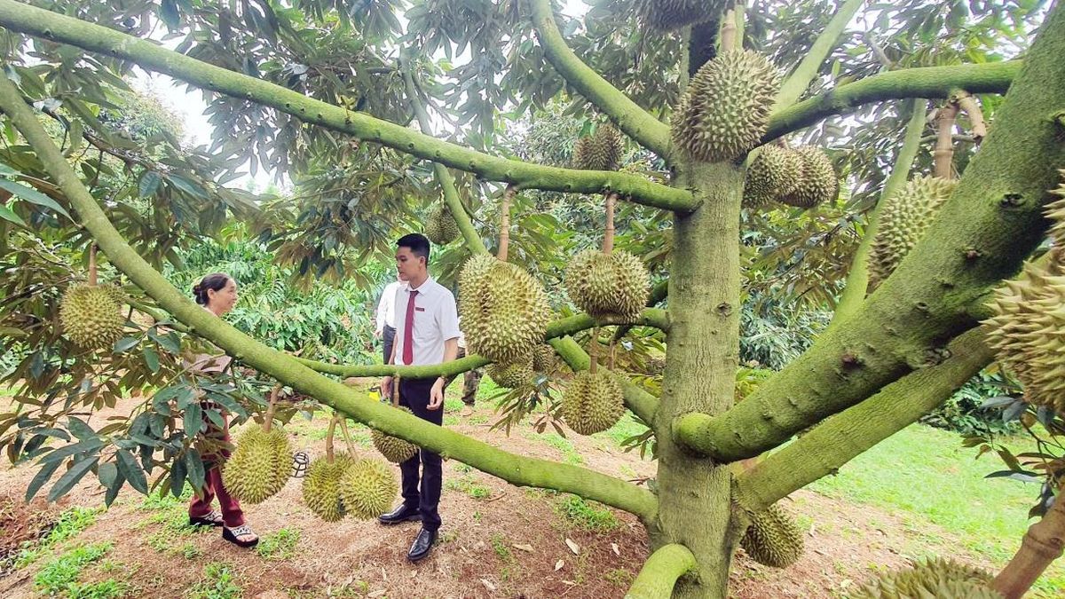 Ngành ngân hàng Đắk Lắk đẩy mạnh đầu tư tín dụng, tạo động lực tăng trưởng - Báo Thời Báo Ngân Hàng