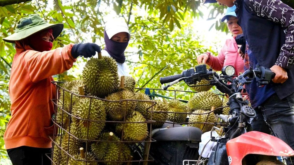 Vì sao Lâm Đồng thu hồi hàng loạt mã vùng trồng sầu riêng? - Báo Công An Nhân Dân