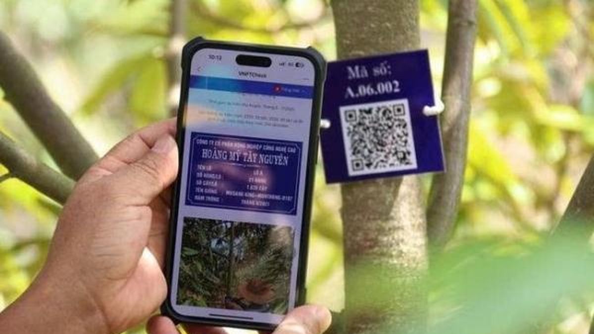 Lâm Đồng thu hồi 12 mã số vùng trồng, cơ sở đóng gói sầu riêng của hai doanh nghiệp - Nông nghiệp Hữu cơ Việt Nam