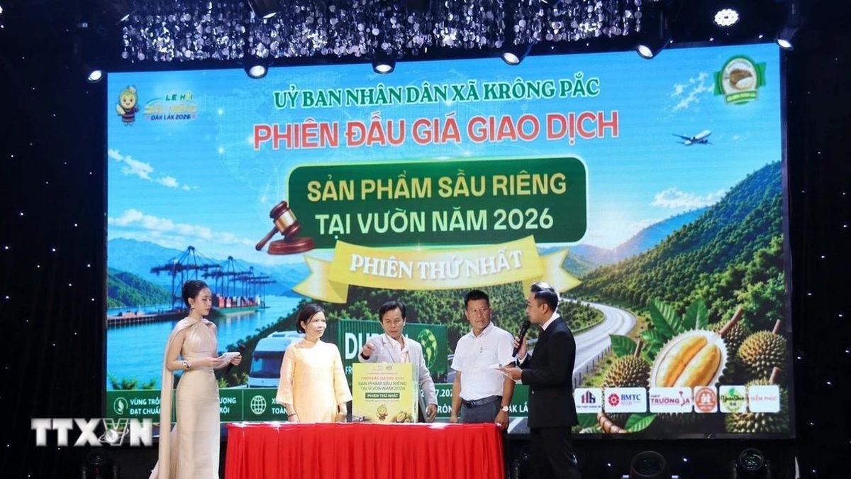Đắk Lắk: Đấu giá tại vườn giúp sầu riêng bán đúng giá trị - Báo VietnamPlus
