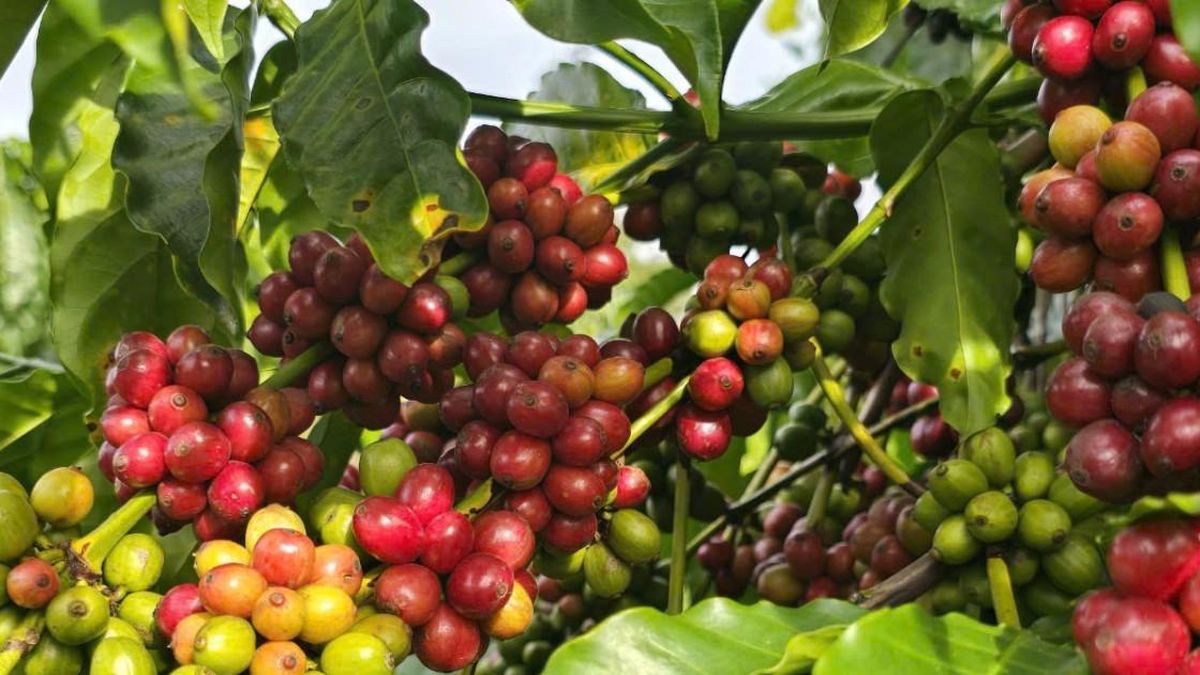 Giá cà phê hôm nay 30/7/2026: Tây Nguyên mất tới 1.800 đồng/kg, không còn nơi nào giữ mốc 97.000 đồng - Báo Đà Nẵng