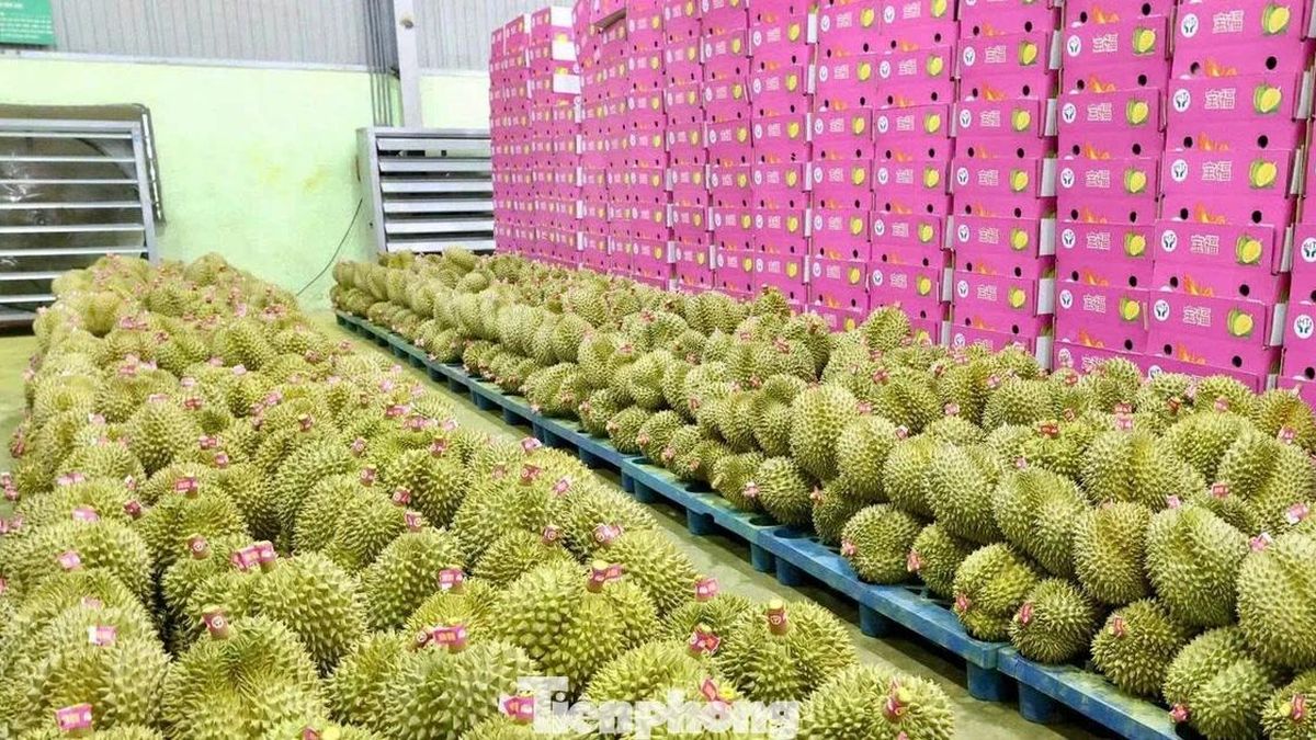 Bất ngờ nhiều doanh nghiệp xin trả mã số vùng trồng sầu riêng - Báo Tiền Phong