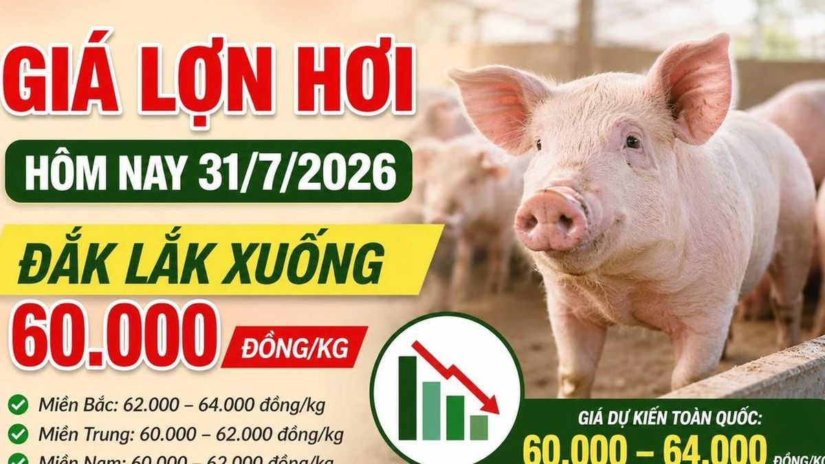 Giá lợn hơi hôm nay 31/7/2026: Miền Bắc giảm tại nhiều nơi - Báo Lào Cai