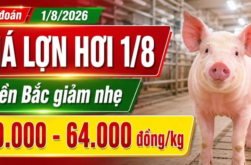 Giá lợn hơi hôm nay 1/8/2026: Thị trường tiếp tục đi xuống - Báo Lào Cai