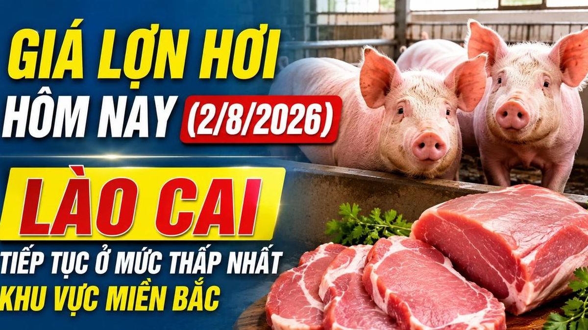 Giá lợn hơi hôm nay (2/8/2026): Lào Cai tiếp tục ở mức thấp nhất khu vực miền Bắc - Báo Lào Cai