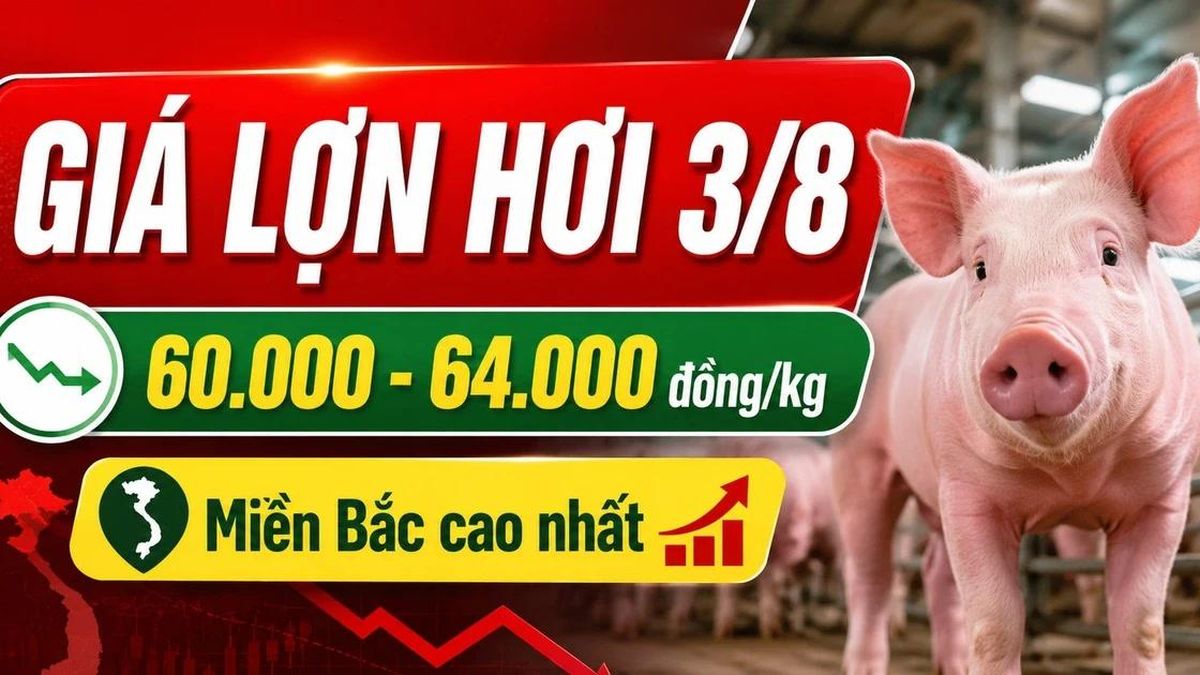 Giá lợn hơi hôm nay 3/8/2026: Nhiều nơi giữ mức 60.000 đồng/kg - Báo Lào Cai