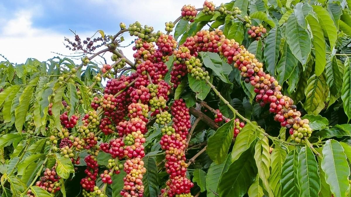 Ngày 3/8: Giá cà phê đồng loạt, hồ tiêu giảm nhẹ - Thời báo Tài chính