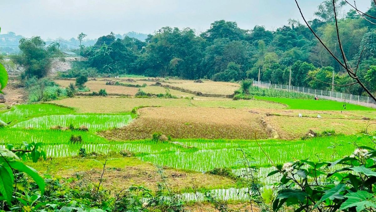 Dùng đất nông nghiệp kết hợp kinh doanh có phải nộp thuế phi nông nghiệp? - Báo VietnamNet