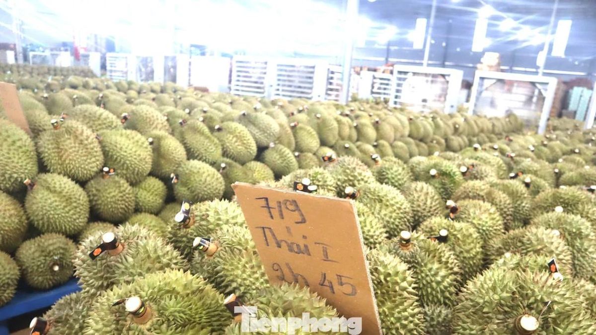 'Nóng' chất vấn sai phạm xuất khẩu sầu riêng - Báo Tiền Phong