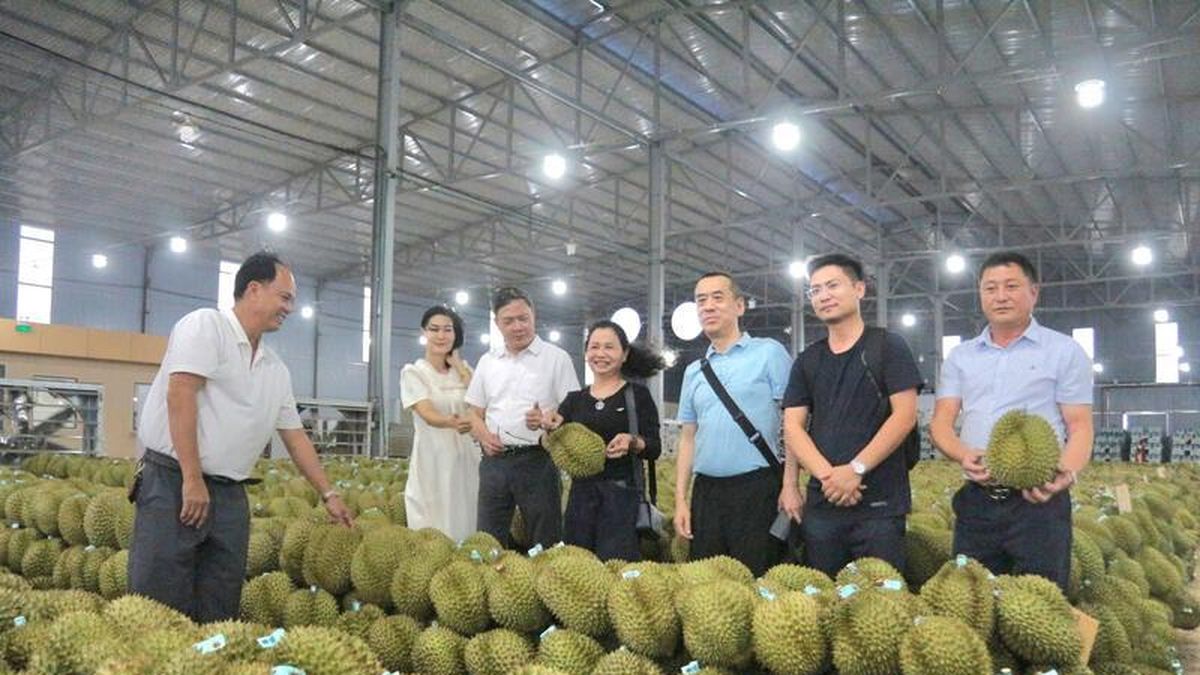 Lễ hội Sầu riêng Đắk Lắk 2026: Kỳ vọng mở rộng cánh cửa xuất khẩu - Báo Công Thương