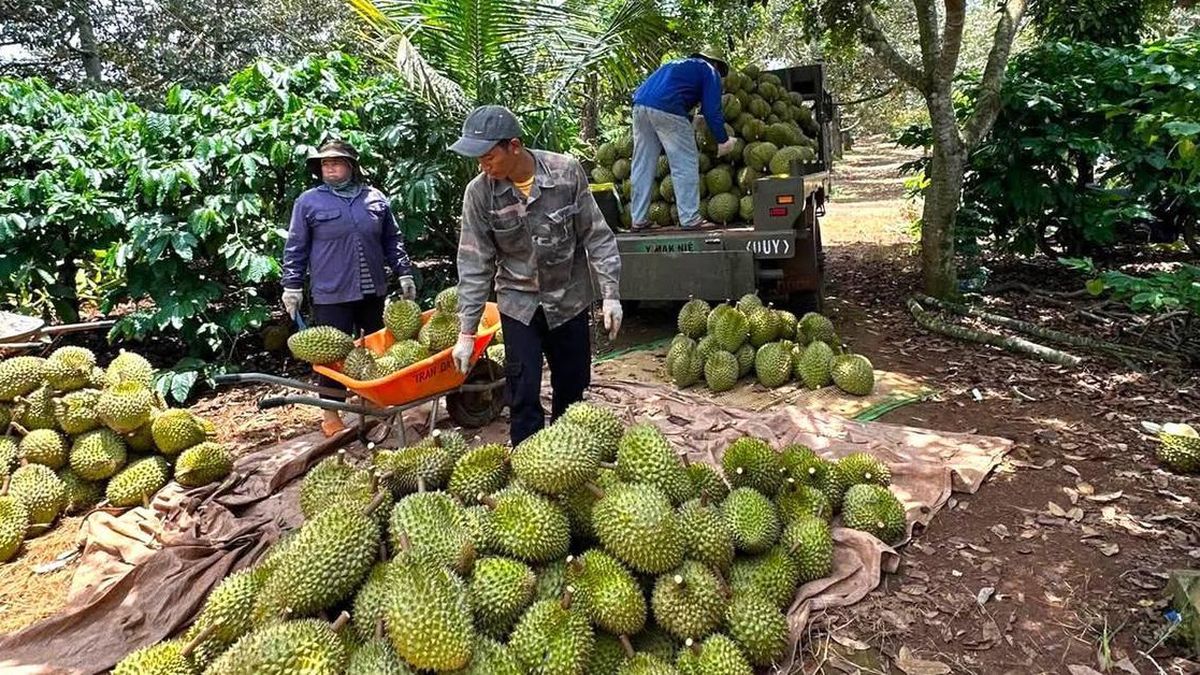 Đắk Lắk kỳ vọng đón 300.000 lượt khách tại Lễ hội Sầu riêng 2026 - Báo Xây Dựng