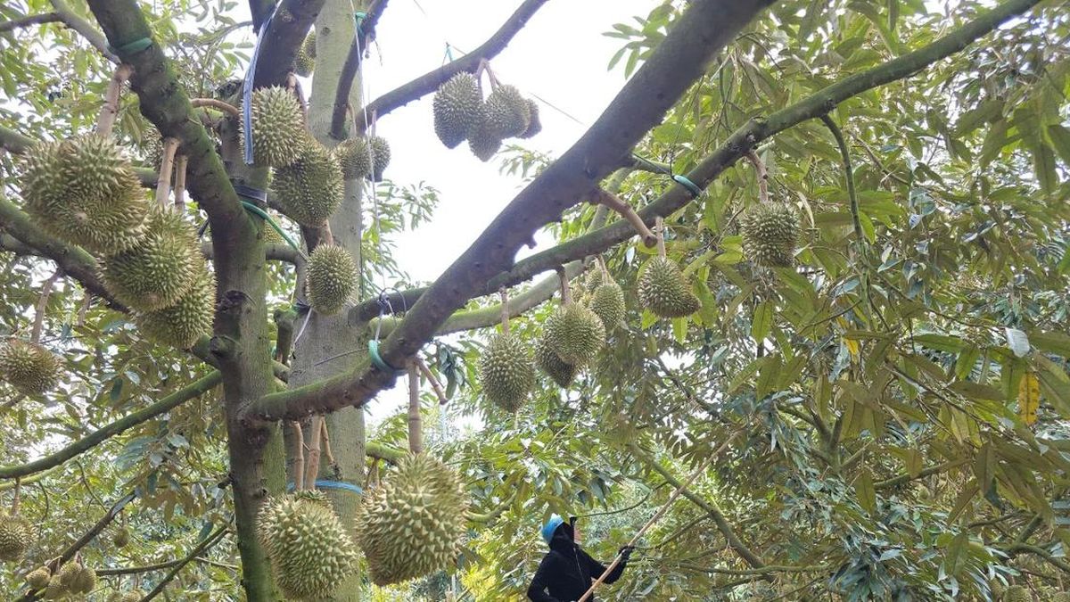 Để nông sản tỷ đô không vỡ trận xuất khẩu: Minh bạch thủ tục, lập lại trật tự - Báo Tiền Phong