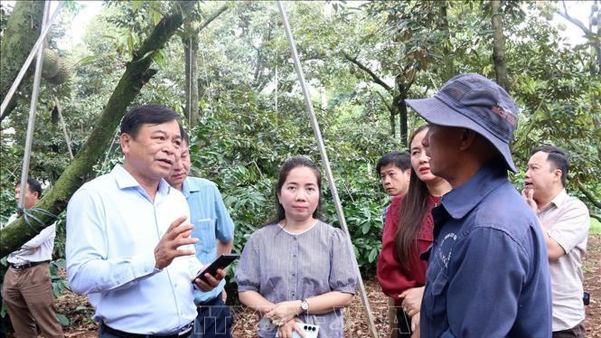 Tháo gỡ 'điểm nghẽn' về mã số vùng trồng sầu riêng - Bài cuối: 'Cuộc đua' tốc độ trước thềm mùa vụ - Báo Tin Tức TTXVN