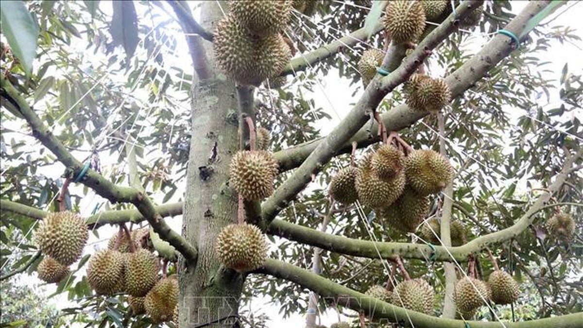 Tháo gỡ 'điểm nghẽn' về mã số vùng trồng sầu riêng - Bài 1: Rào cản từ 'tấm hộ chiếu' - Báo Tin Tức TTXVN