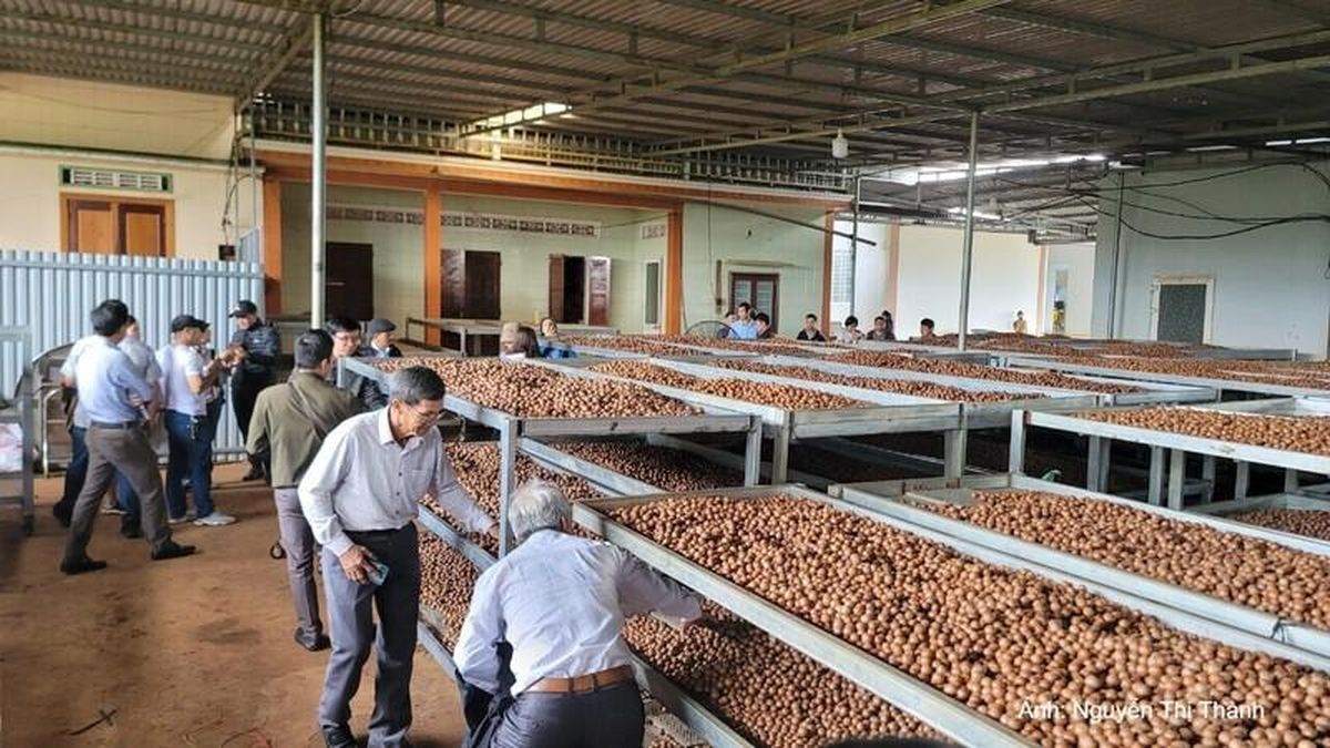 Đắk Lắk: Thúc đẩy khuyến công, nâng tầm chế biến sâu nông sản - Báo Công Thương