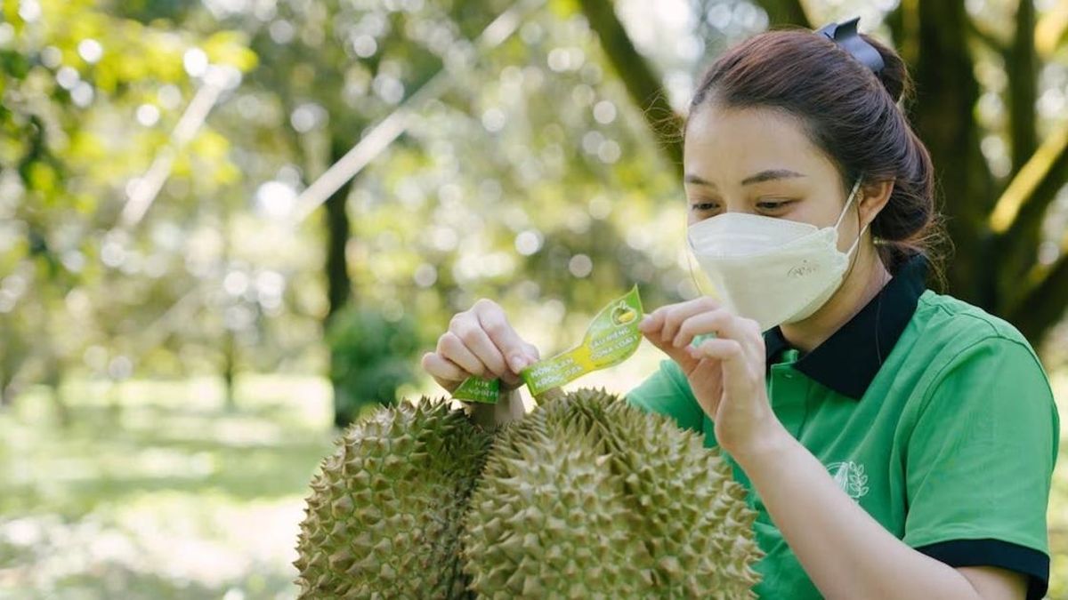Mã số vùng trồng và sở hữu trí tuệ: 'Bức tường thép' bảo vệ sầu riêng Đắk Lắk - Tạp chí Vnbusiness