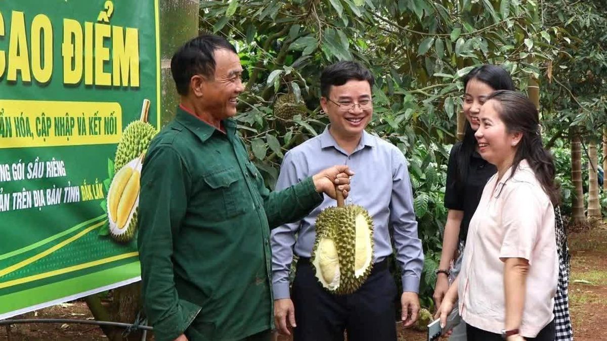 '30 ngày đêm' số hóa mã vùng trồng sầu riêng ở Đắk Lắk - Báo Tiền Phong